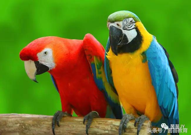 有趣的动物二年级口语交际猫,二年级文章有趣的动物200字左右