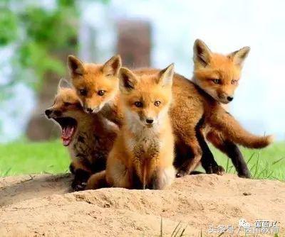 有趣的动物二年级口语交际猫,二年级文章有趣的动物200字左右