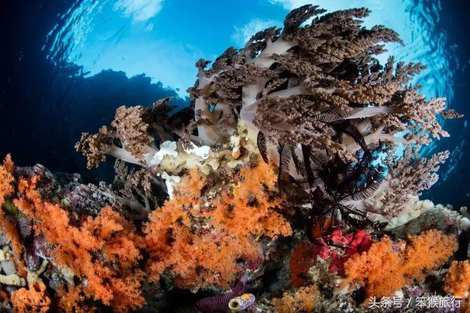 合适潜水的东南亚海岛,能够免签的冷门海岛