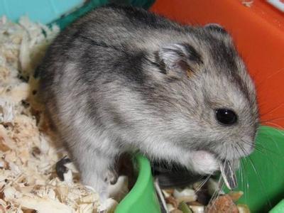 仓鼠吃了五香花生会怎么样,小仓鼠吃花生是剥壳还是不剥壳