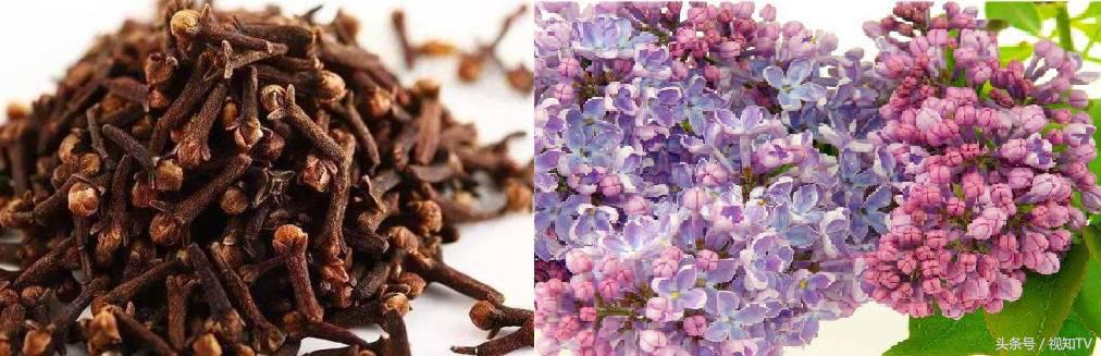 唐代人保持口气清新的方法,平时有什么清新口气的办法