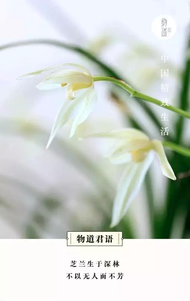 兰花到底美在哪里为什么那么贵,兰花之美只有中国人最懂