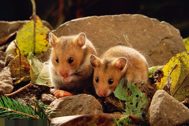 仓鼠吃了五香花生会怎么样,小仓鼠吃花生是剥壳还是不剥壳