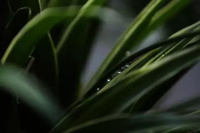 兰花到底美在哪里为什么那么贵,兰花之美只有中国人最懂