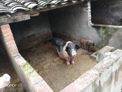 荣耀v9录像不清晰,华为手机荣耀v9支持无线快充吗