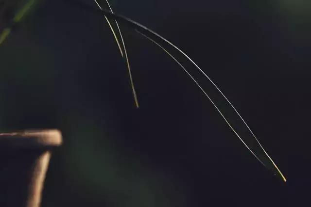 兰花到底美在哪里为什么那么贵,兰花之美只有中国人最懂