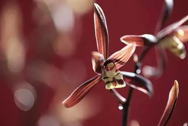 兰花到底美在哪里为什么那么贵,兰花之美只有中国人最懂