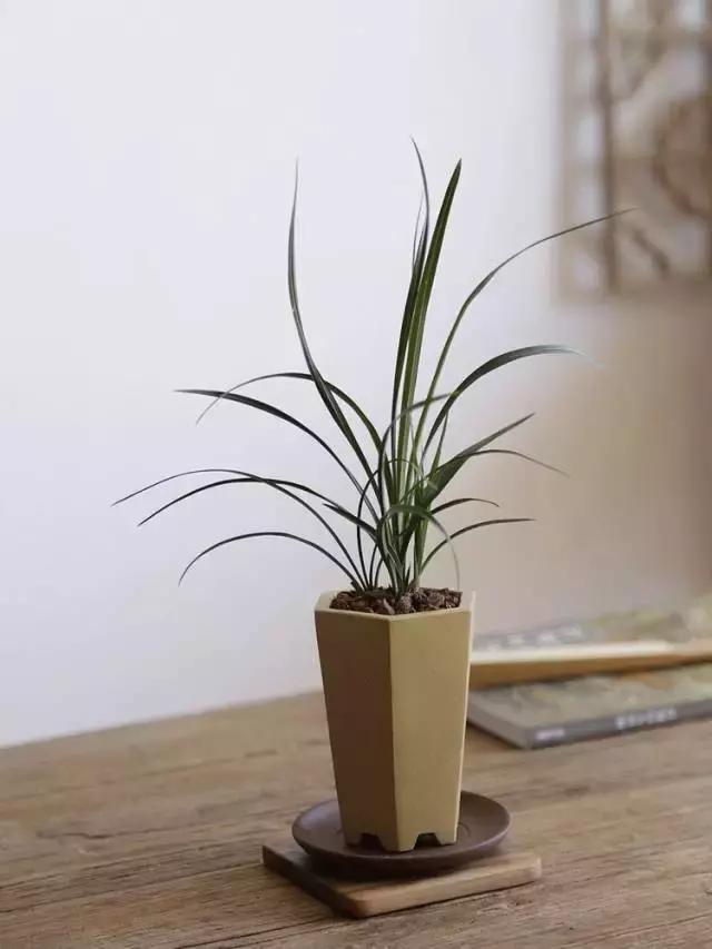 兰花到底美在哪里为什么那么贵,兰花之美只有中国人最懂