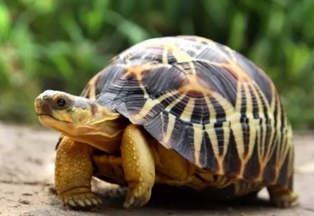 辐射陆龟怎样养长得快,辐射陆龟苗子好养吗