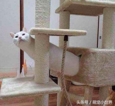 喵星人有什么特征吗图片,喵星人到底有多软看看你就知道啦