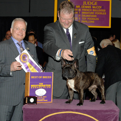 美国akc犬品种大全,法国斗牛犬详情介绍大全