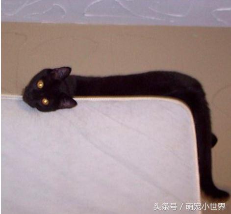 喵星人有什么特征吗图片,喵星人到底有多软看看你就知道啦