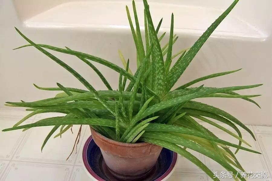 室内吸甲醛最好的绿植是什么,净化室内甲醛的绿植是什么