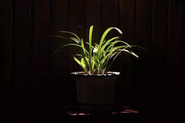 兰花到底美在哪里为什么那么贵,兰花之美只有中国人最懂