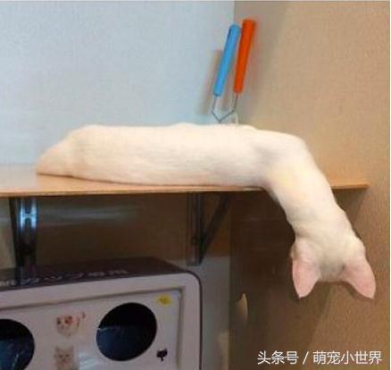 喵星人有什么特征吗图片,喵星人到底有多软看看你就知道啦