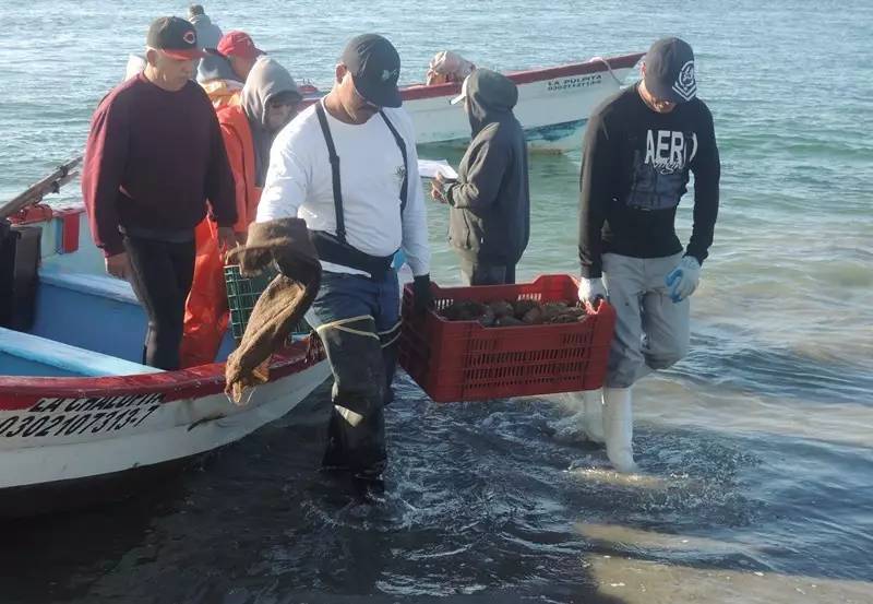 买鲍鱼注意事项,罐头鲍鱼的正确挑选方法