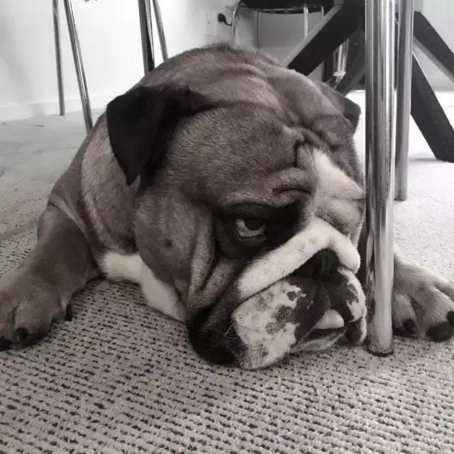 英斗除了吃就是睡,英斗为什么那么傻还那么能打架