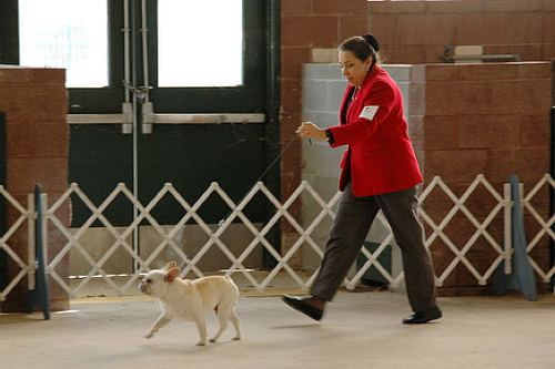美国akc犬品种大全,法国斗牛犬详情介绍大全