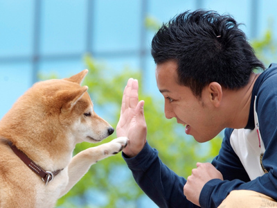 聪明懂人性的狗狗有哪些,什么狗最好看又温顺聪明听主人话