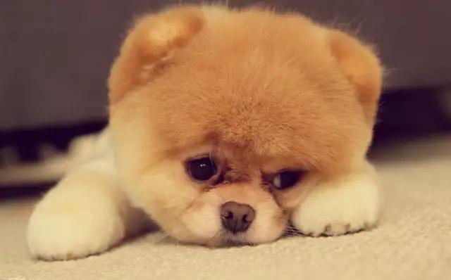 带你了解宠物真实价格,盘点十大宠物的真实价格