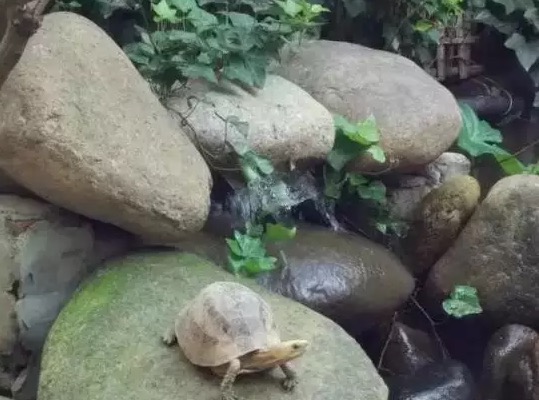 不养龟怎么知道养龟人的乐趣,你没养过狗永远不知道养狗的快乐