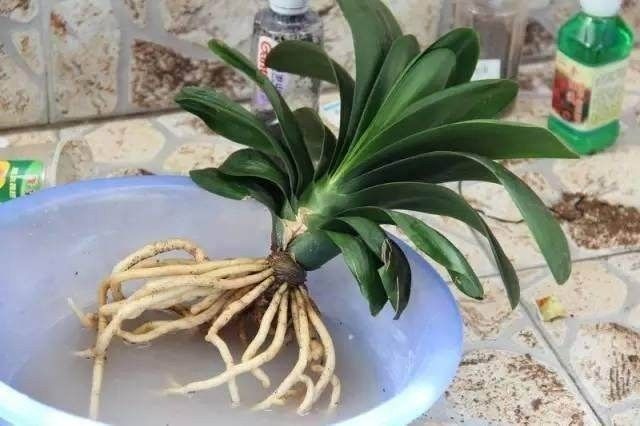 君子兰换盆的正确方法11月能够吗,君子兰花怎样换盆移栽