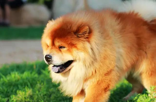 带你了解宠物真实价格,盘点十大宠物的真实价格