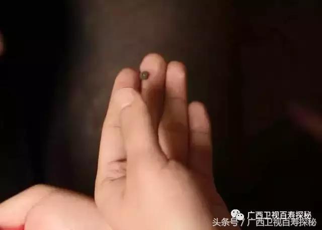 蟑螂的神奇治疗功效,蟑螂那么多用什么药治