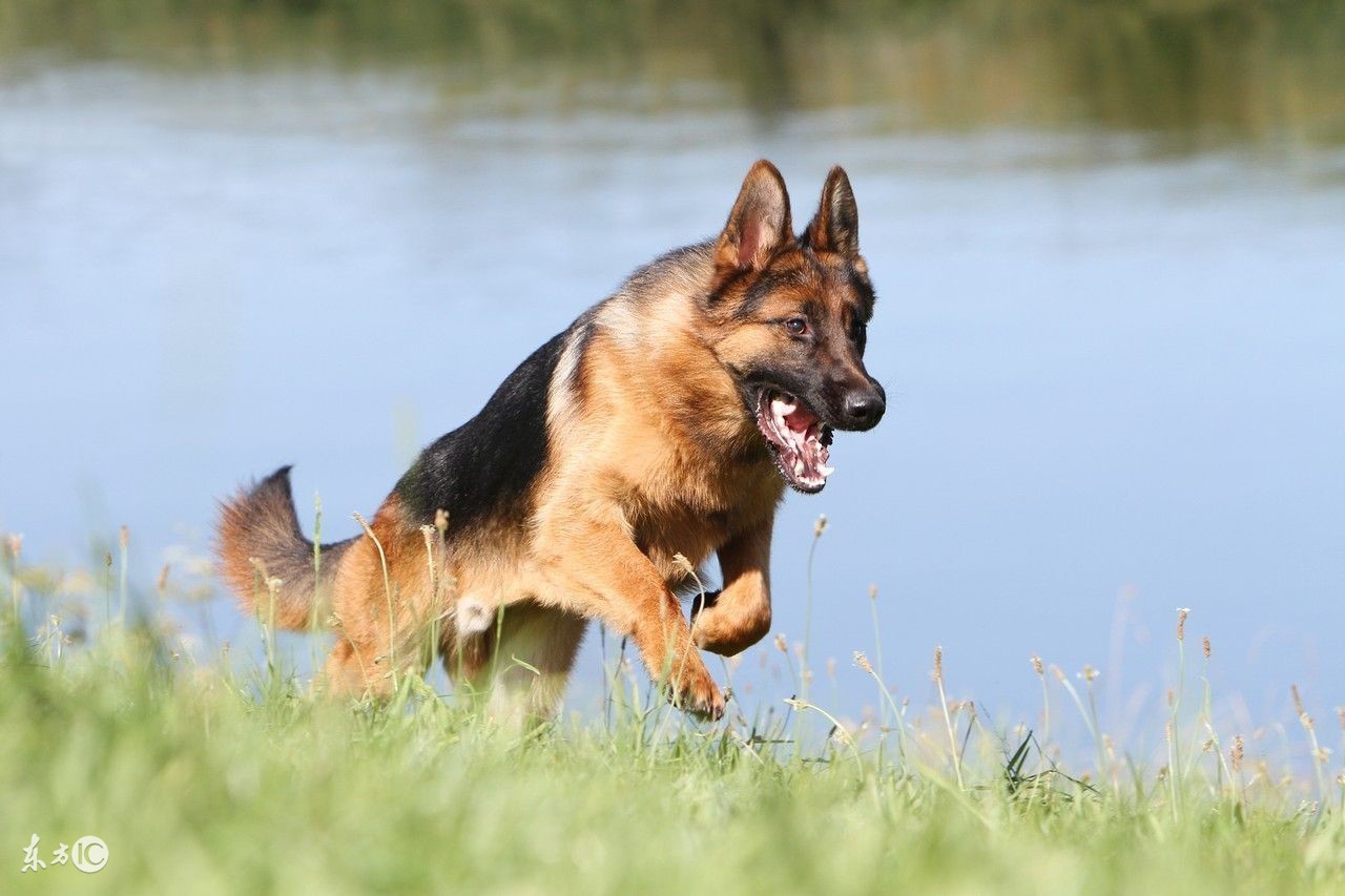 饲养德国牧羊犬要注意事项,饲养德牧