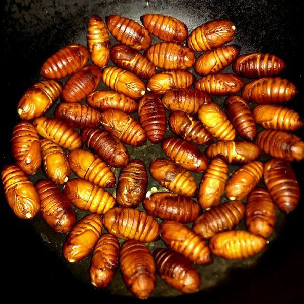 这些美味的虫子你敢吃吗,盘点能够吃的虫子