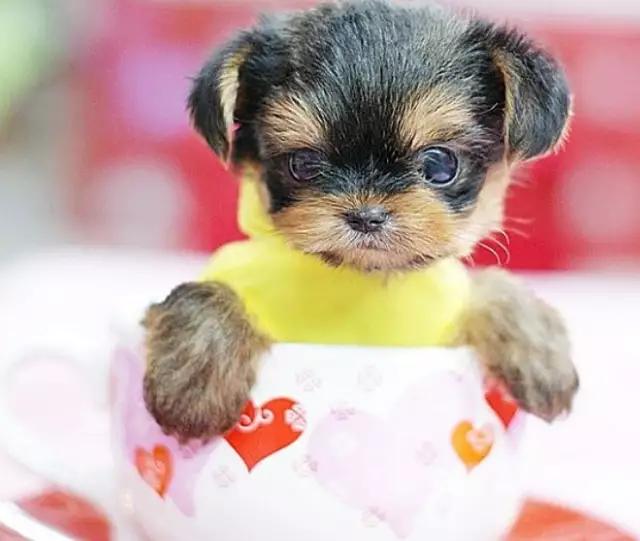 带你了解宠物真实价格,盘点十大宠物的真实价格