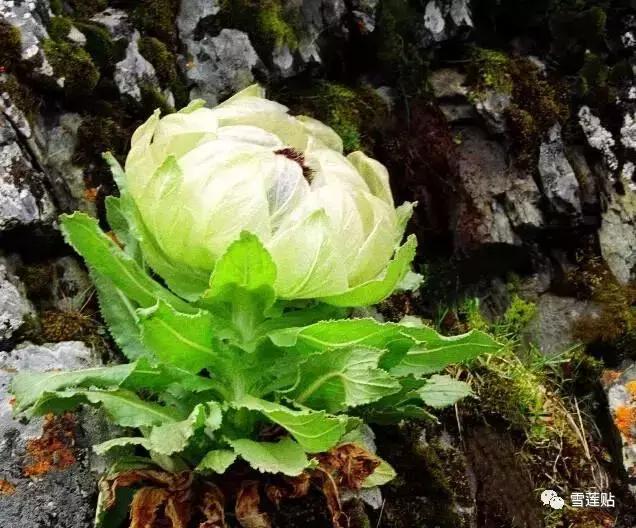 雪莲贴真能排出脏东西吗,雪莲贴真的能排身体内的毒吗