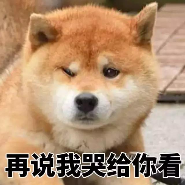 这位爱宠狂魔却是阻碍我和荷兰猪友谊道路上的始作俑者