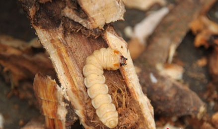 这些美味的虫子你敢吃吗,盘点能够吃的虫子