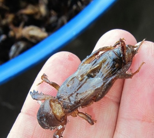 这些美味的虫子你敢吃吗,盘点能够吃的虫子