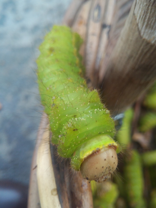 这些美味的虫子你敢吃吗,盘点能够吃的虫子