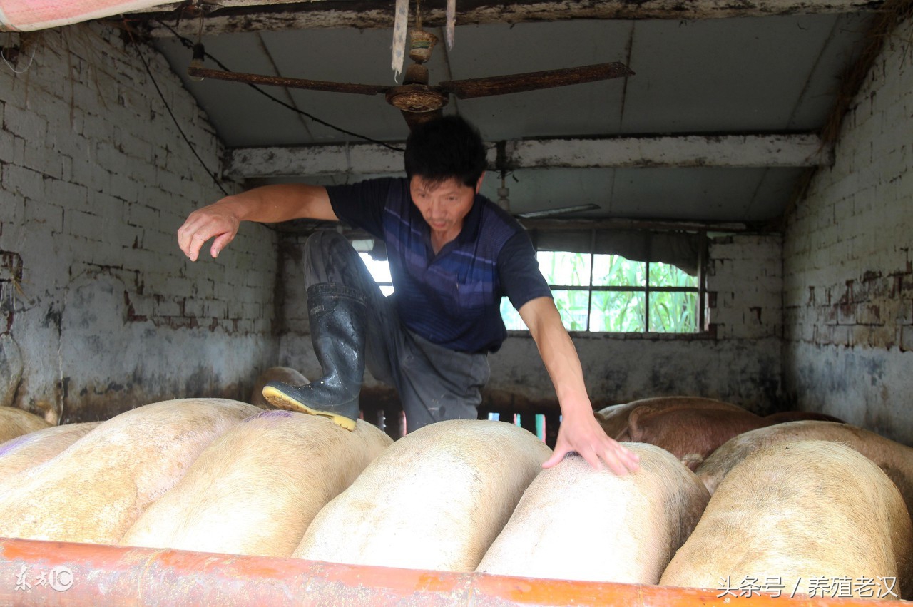 母猪有子宫内膜炎能够输精不,母猪子宫内膜炎怎么治疗