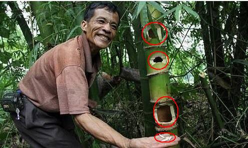 这些美味的虫子你敢吃吗,盘点能够吃的虫子