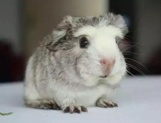 这位爱宠狂魔却是阻碍我和荷兰猪友谊道路上的始作俑者