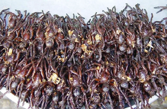 这些美味的虫子你敢吃吗,盘点能够吃的虫子