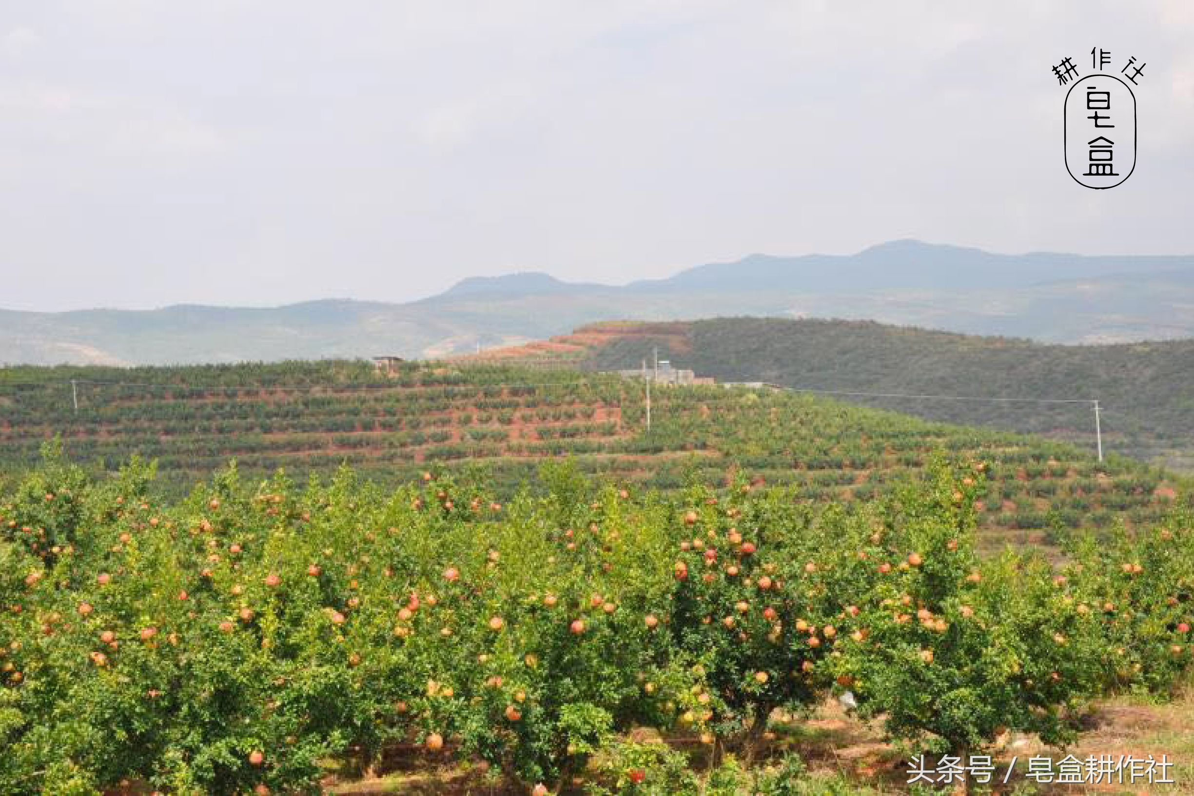 颜值与美味并存的突尼斯软籽石榴,想吃的来品尝突尼斯软籽石榴