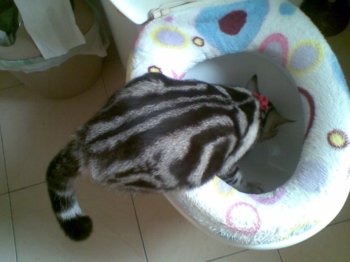 瀹犵墿鍠濅笉骞插噣鐨勬按鐢熺梾,瀹犵墿涔辨媺灞庡翱鎬庝箞瑙ｅ喅