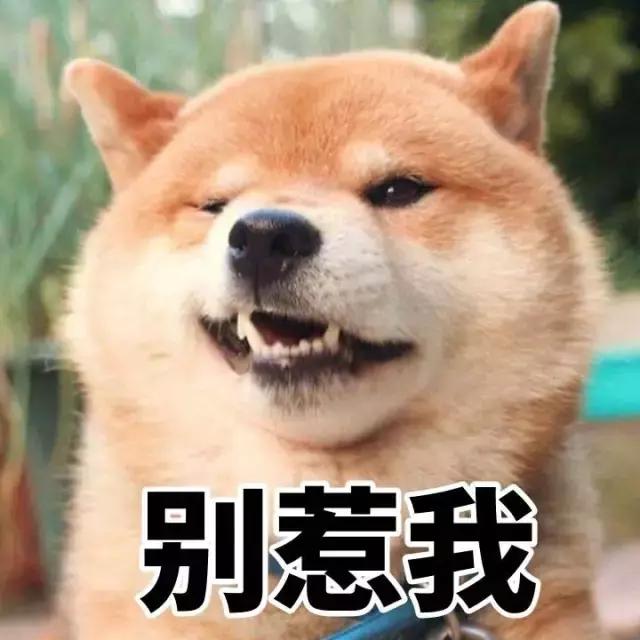 这位爱宠狂魔却是阻碍我和荷兰猪友谊道路上的始作俑者