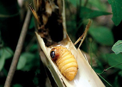 这些美味的虫子你敢吃吗,盘点能够吃的虫子