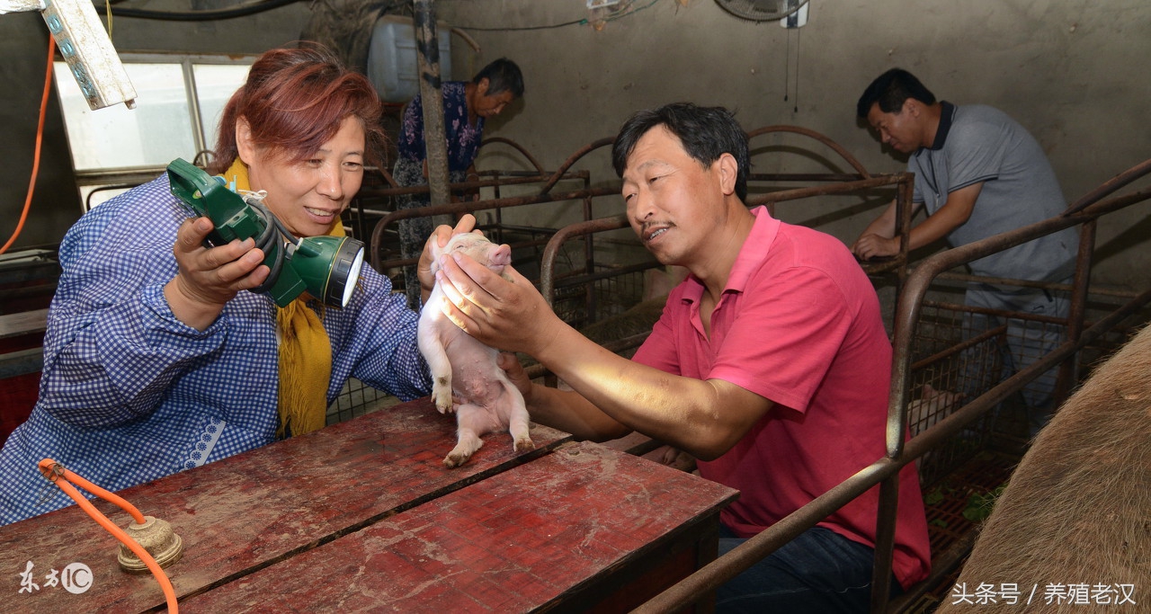 母猪有子宫内膜炎能够输精不,母猪子宫内膜炎怎么治疗