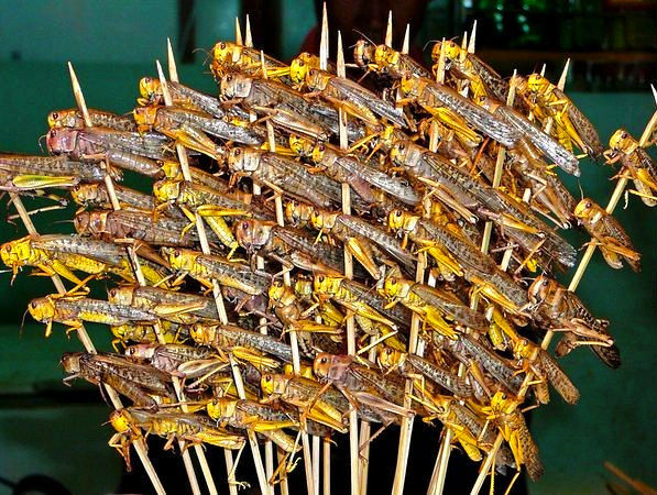 这些美味的虫子你敢吃吗,盘点能够吃的虫子