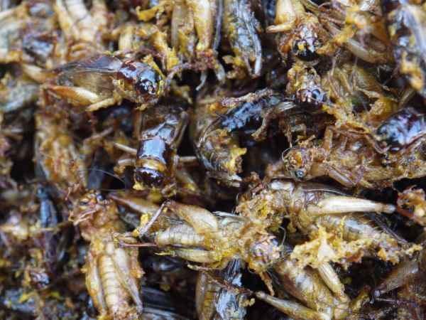 这些美味的虫子你敢吃吗,盘点能够吃的虫子