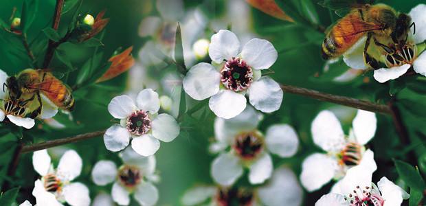 新西兰麦卢卡蜂蜜能买到真货吗,新西兰买蜂蜜麦卢卡会不会假货