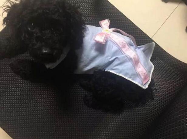 黑色泰迪更活泼,黑色泰迪和灰色泰迪配会出什么色