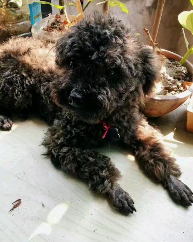 黑色泰迪更活泼,黑色泰迪和灰色泰迪配会出什么色